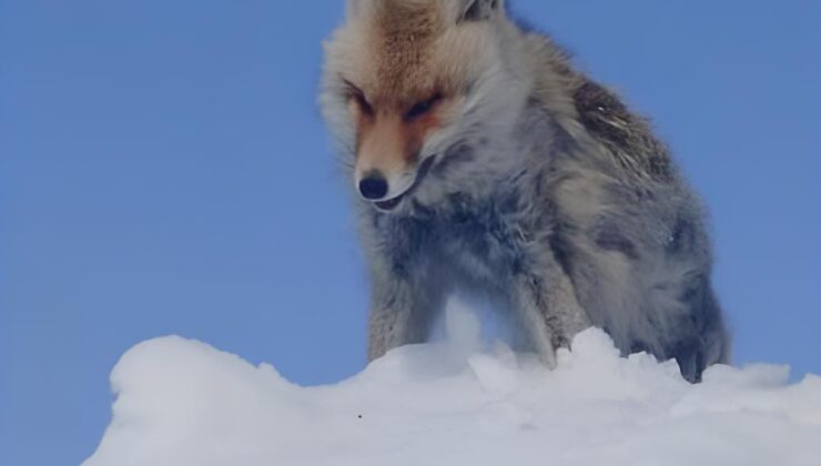 Yüksekova’da Dondurucu Soğuk: Tilki Kar Üzerinde Ayakta Donarak Telef Oldu