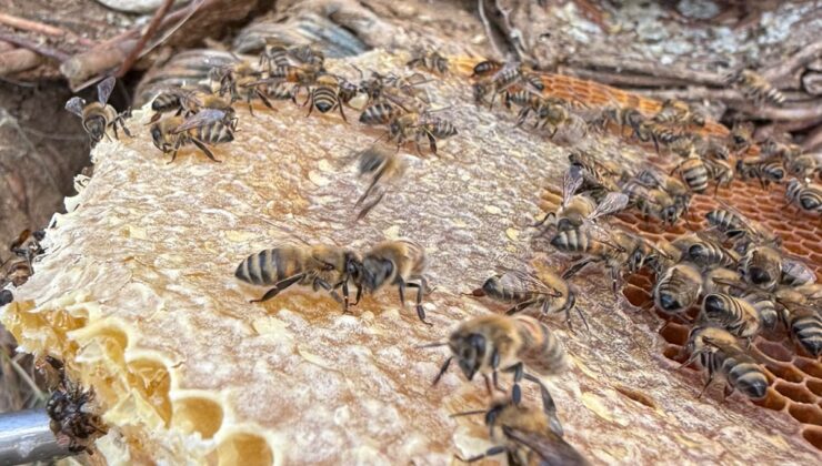 Pervari’de Organik Bal Üreticilerinin Yüzü Gülecek: Bu Yıl Rekolte İyi Seviyede Bekleniyor